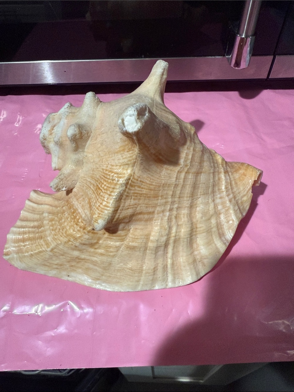 Natural Beige Conch Shell Decorative Accent - 8”x7”